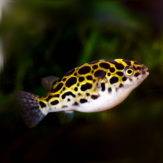 Tetraodon nigroviridis   Kogelvis 3,5 cm
